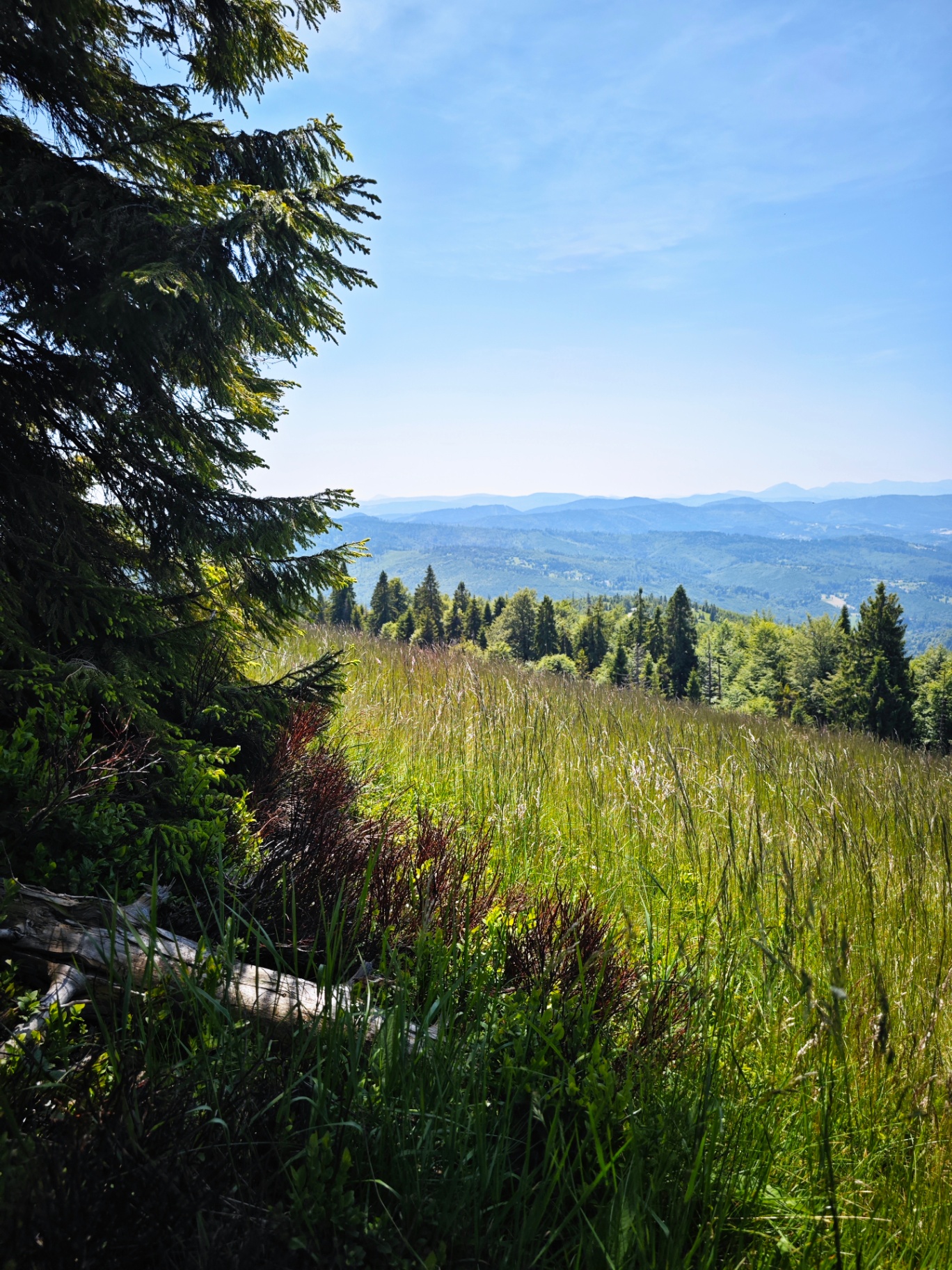 Krajobraz zimowy w Beskidach